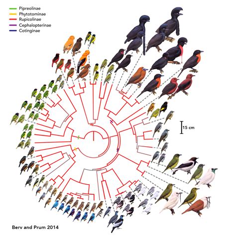 Species New to Science: [Ornithology • 2014] A Comprehensive Multilocus Phylogeny of the ...