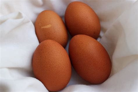 Todays eggs - Dominique or Welsummer?? | BackYard Chickens - Learn How ...