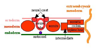 Talk:Lecture - Mesoderm Development - Embryology