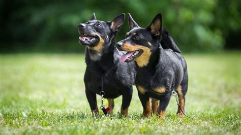 Lancashire Heeler puppies for sale in Cerritos, California from trusted ...