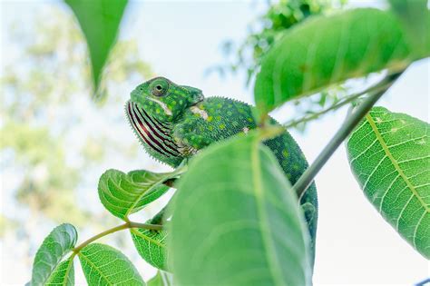 Chameleon Lizard Reptile - Free photo on Pixabay - Pixabay