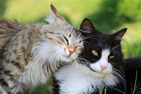 Two Adorable Cats Playing by Yasir Nisar | Cute cats, Cats, Domestic cat