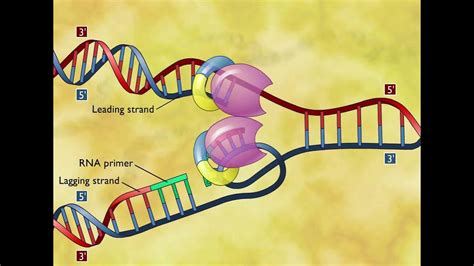 DNA Replication 3D Animation - YouTube