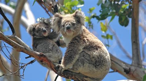 6 Best National Parks in Australia | Bookmundi