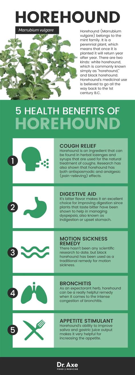 Horehound: The 5 Health Benefits of This Mint Family Plant - Dr. Axe