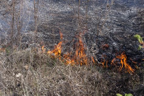 Grass fire in the field. Abuse of ... | Stock image | Colourbox