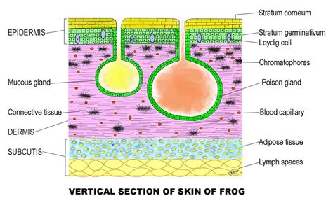 Skin The Integument | Zoology for IAS, IFoS and other competitive exams