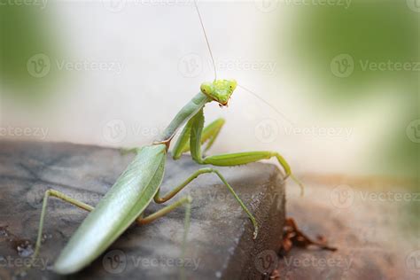 Green praying mantis is standing and looking at the camera. Habitat ...