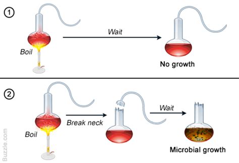 The History of Spontaneous Generation timeline | Timetoast timelines