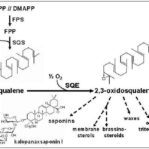 Biosynthesis of triterpenes. The scheme depicts triterpene biosynthesis... | Download Scientific ...