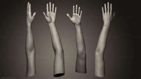 Anatomy of skeletons and skulls - Female Arm Pose 1, ANTM_0067. 3D stl ...