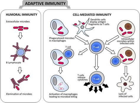 Humoral vs. Cell-Mediated Immunity—What's the Difference Between Them?