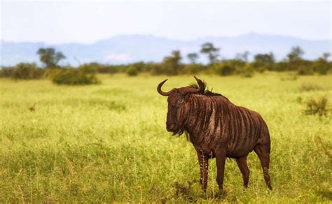 Best time of year for an Ngorongoro Crater safari