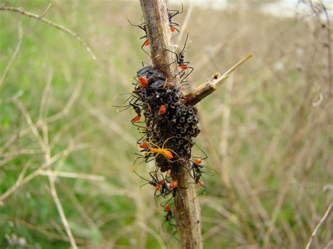 Horrifying Tuesday: Wheel Bug | Skyakes