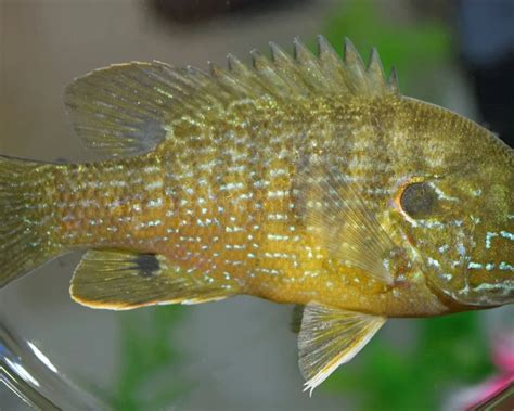 Green sunfish - Facts, Diet, Habitat & Pictures on Animalia.bio