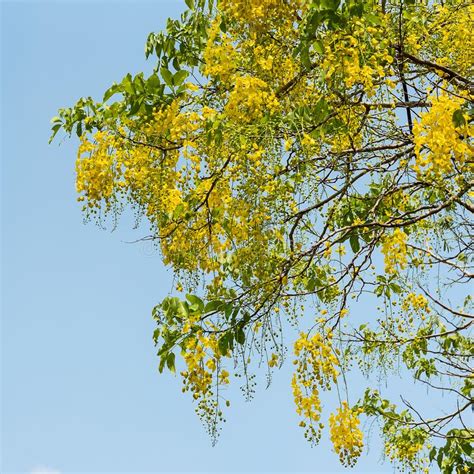 Cassia fistula flower. stock image. Image of golden - 121586155