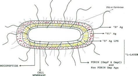 Antigenic structure of Salmonella Typhi [25]. | Download Scientific Diagram