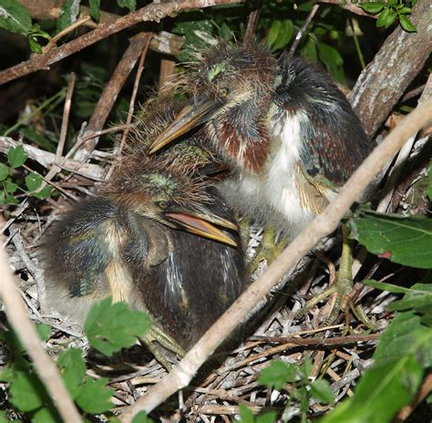 Florida’s Cape Canaveral National Seashore Wildlife – Graeme’s ...