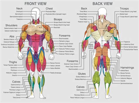 Human Muscle Diagram For Kids