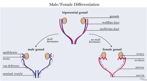 Genital Embryology - Embryology - Medbullets Step 1