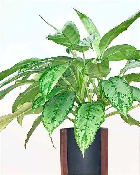 Best Houseplants for a Healthy Home