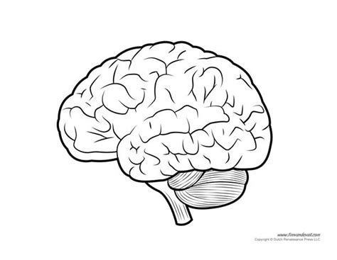 Human Brain Diagram - Labeled, Unlabled, and Blank | Brain diagram, Human brain diagram, Human brain