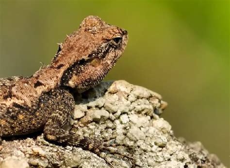 Agama Lizard Care Guide & Species Profile