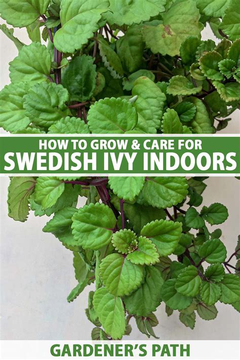 How to Grow and Care for a Swedish Ivy Houseplant