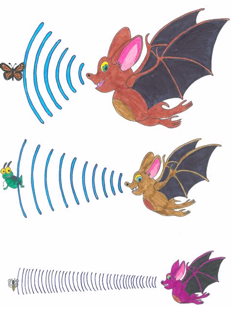 Clipart bat bat echolocation, Clipart bat bat echolocation Transparent ...