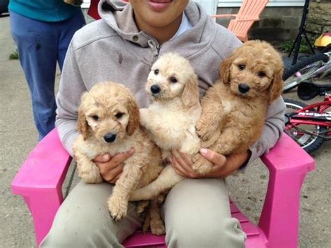 Darling Mini Goldendoodle Puppies for Adoption - 6 Weeks Old for Sale in Faribault, Minnesota ...