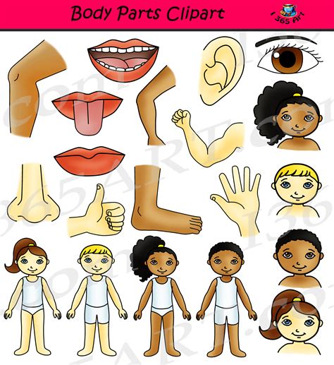 Anatomy Clipart Galc0717s Classroom Clipart | Images and Photos finder