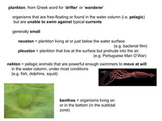 Plankton.Lecture.1 | PPT