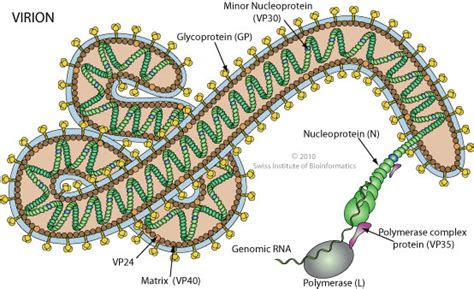 Ebola Virus Cell Structure