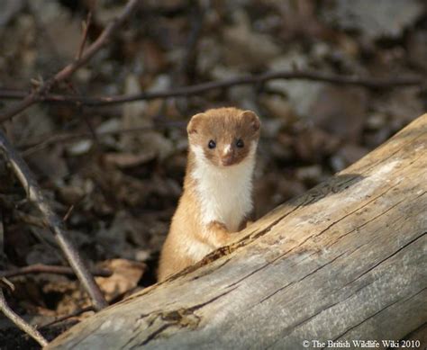 Weasel | British Wildlife Wiki | FANDOM powered by Wikia