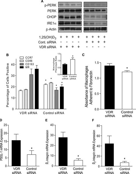 Vitamin D receptor signaling is required for effects of vitamin D on ...