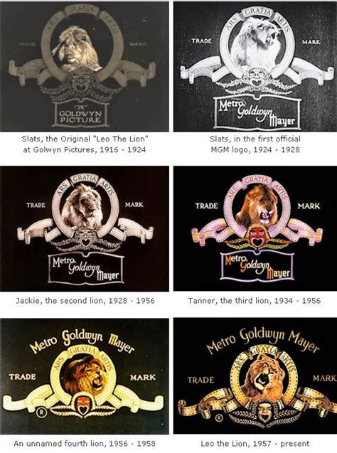 Incredible Behind the Scenes Photos From the Making of the MGM Lion Logos ~ Vintage Everyday