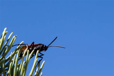 Tarantula Hawk Sting Pain - What To Do If You Get Stung? - What's That Bug?