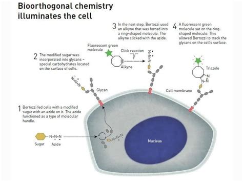 Chemistry Nobel 2022 What Are Click Chemistry Bioorthogonal Reactions ...