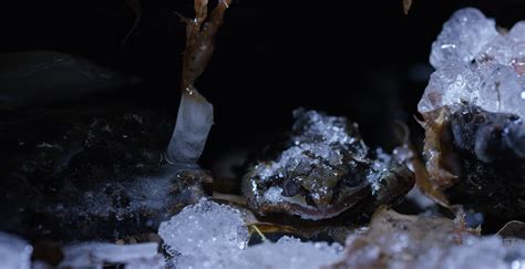 These Zombie Wood Frogs Literally Freeze To Survive the Northern Winter ...