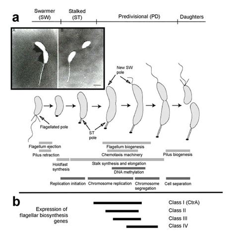 The key stages of the sporulation cycle in Bacillus subtilis (from ...