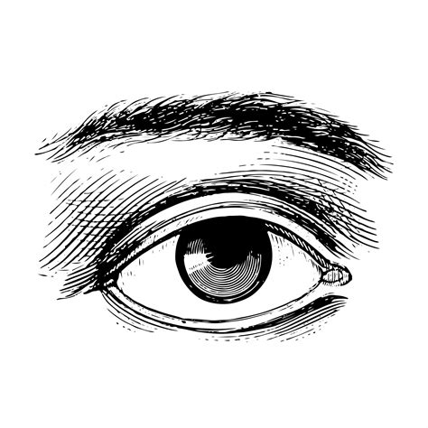 Vintage Human Eye Illustration Free Stock Photo - Public Domain Pictures