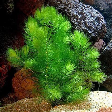 Here is your most Ideal price Hot sales of goods Quality products Mainam Hornwort Bunch ...