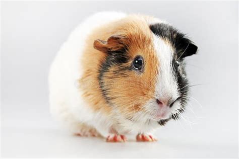 Guinea Pig (Cavia Porcellus) Stock Photo - Image of small, brown: 22011272