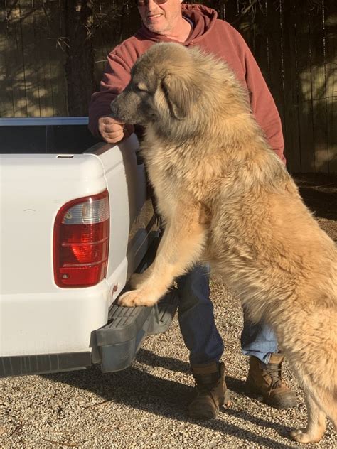 Caucasian Shepherd Puppies For Sale | Salisbury, NC #344034