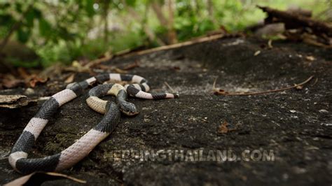 Bungarus candidus – Malayan Krait – HerpingThailand.com