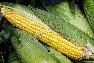 Sweet Corn | Seen in Borough Market, London. | Garry Knight | Flickr