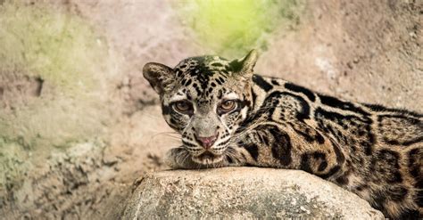 Clouded Leopard Teeth: Everything You Need To Know - IMP WORLD