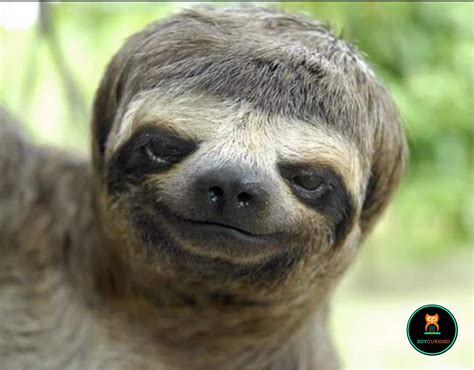 Security Check Required | Sloths funny, Funny animal pictures, Funny animals