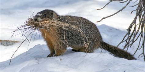 10 surprising ways Canadian animals handle cold weather - Cottage Life