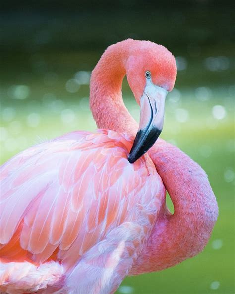 Pin by TKBH Austin Photography on Animals | Flamingo photo, Flamingo, Flamingo pictures